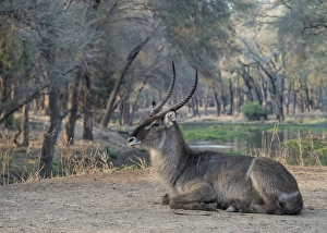 Africa, Zambia. Resting waterbuck. Credit as: Bill Young / Jaynes Gallery / DanitaDelimont Africa, Zambia. Resting waterbuck. Credit as: Bill Young / Jaynes Gallery / DanitaDelimont