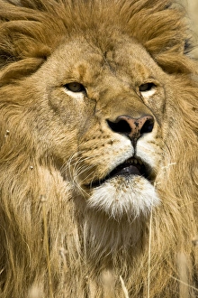 African Barbary Lion, Panthera leo leo, one of the few still living in captivity. Captive African Barbary Lion, Panthera leo leo, one of the few still living in captivity. Captive