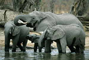 African Elephant, (Loxodonta africana), drinking herd, Okavango Delta, Botswana African Elephant, (Loxodonta africana), drinking herd, Okavango Delta, Botswana