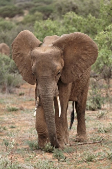 African Elephant, Samburu National Game Reserve, Kenya; Africa African Elephant, Samburu National Game Reserve, Kenya; Africa