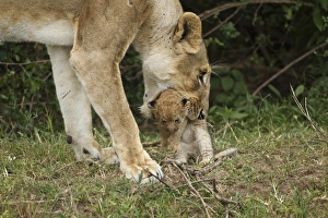 African, Kenya, Masai Mara Game Reserve, African Lion, Panthera leo, lioness carrying cub African, Kenya, Masai Mara Game Reserve, African Lion, Panthera leo, lioness carrying cub