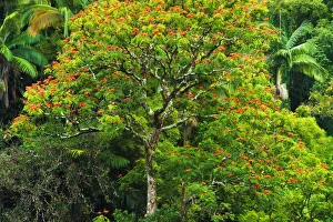 African Tulip tree and lush vegetation on the Hamakua Coast, The Big Island, Hawaii, USA African Tulip tree and lush vegetation on the Hamakua Coast, The Big Island, Hawaii, USA