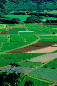 Agriculture in Hanalei Kauai, Hawaii. hawaii, south pacific, island, polynesian Agriculture in Hanalei Kauai, Hawaii. hawaii, south pacific, island, polynesian