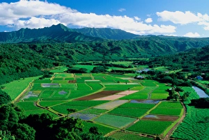 Agriculture in Hanalei Valley Kauai, Hawaii. hawaii, south pacific, island Agriculture in Hanalei Valley Kauai, Hawaii. hawaii, south pacific, island