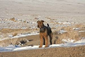 Airedale Terrier standing in Alabama Hills NRA, California Airedale Terrier standing in Alabama Hills NRA, California