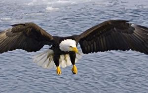 Alaska. Bald Eagle (Haliaeetus leucocephalus) Alaska. Bald Eagle (Haliaeetus leucocephalus)