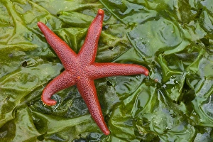 Alaska, George Island, Glacier Bay National Park. Granite Cove. Pacific Blood Star Alaska, George Island, Glacier Bay National Park. Granite Cove. Pacific Blood Star