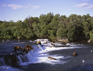 Alaska, Katmai National Park Boooks Falls. Alaska brown bears feed on spawning salmon Alaska, Katmai National Park Boooks Falls. Alaska brown bears feed on spawning salmon