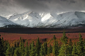Alaska Range in AutumnTaiga; Denali National Park; Alaska; USA; fall; autumnal; colorful Alaska Range in AutumnTaiga; Denali National Park; Alaska; USA; fall; autumnal; colorful