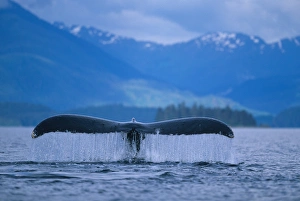 Alaska, Tongass National Forest, Tail flukes of Humpback Whale (Megaptera novaengliae) Alaska, Tongass National Forest, Tail flukes of Humpback Whale (Megaptera novaengliae)