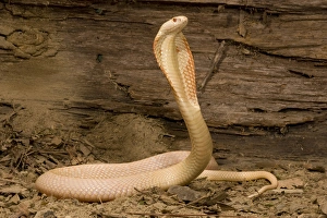 Albino Monacled Cobra, Naja kaouthia, coiled and ready to strike with its hood extended Albino Monacled Cobra, Naja kaouthia, coiled and ready to strike with its hood extended