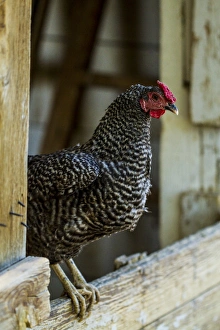 Albuquerque, New Mexico. Ancona breed, black and white speckled Rooster, stands Albuquerque, New Mexico. Ancona breed, black and white speckled Rooster, stands