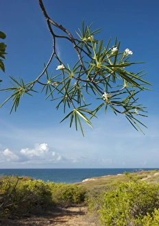 Aleli, Plumeria alba in flower, Guanica dry forest, Puerto Rico Aleli, Plumeria alba in flower, Guanica dry forest, Puerto Rico