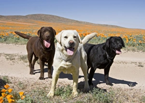 All three colors of Labrador Retrievers standing on a dirt road in Antelope Valley All three colors of Labrador Retrievers standing on a dirt road in Antelope Valley