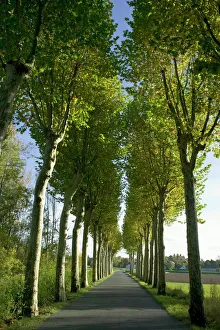Alley of plane trees along road in the Indre-et-Loire, Loire Valley, France Alley of plane trees along road in the Indre-et-Loire, Loire Valley, France
