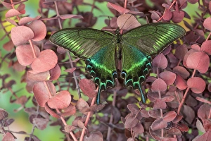 Alpine Black Swallowtail Butterfly, Papilio maackii Alpine Black Swallowtail Butterfly, Papilio maackii