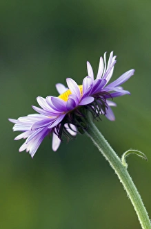 Alpine Daisy Print