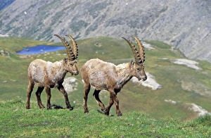 Alpine Ibex (Capra ibex) two bulls in spring. The long winter in the high mountains Alpine Ibex (Capra ibex) two bulls in spring. The long winter in the high mountains