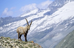 Alpine Ibex (Capra ibex) young bull in spring. The long winter in the high mountains Alpine Ibex (Capra ibex) young bull in spring. The long winter in the high mountains
