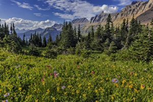 Alpine wildflowers with Garden Wall at Logan Pass in Glacier National Park, Montana, USA Alpine wildflowers with Garden Wall at Logan Pass in Glacier National Park, Montana, USA