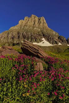 Alpine wildflowers with Mount Clements at Logan Pass in Glacier National Park, Montana Alpine wildflowers with Mount Clements at Logan Pass in Glacier National Park, Montana
