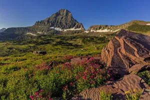Alpine wildflowers with Mount Reynolds at Logan Pass in Glacier National Park, Montana Alpine wildflowers with Mount Reynolds at Logan Pass in Glacier National Park, Montana