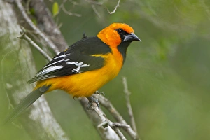 Altamira Oriole (Icterus gularis) adult in habitat on the Rio Grande, south Texas Altamira Oriole (Icterus gularis) adult in habitat on the Rio Grande, south Texas