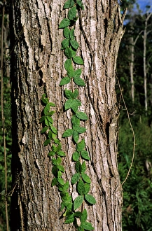 Amazon, Brazil. Grey tree trunk with green climbers growing up it. Living forest Amazon, Brazil. Grey tree trunk with green climbers growing up it. Living forest