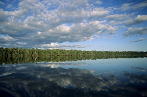 Amazon; forested river bank reflected in the water with clouds in the sky Amazon; forested river bank reflected in the water with clouds in the sky