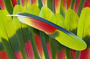 Colorful Bird Feathers Prints: Amazon Parrot tail feathers