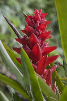Prints of Found throughout the amazon Rainforest is the red bromeliad Images Dated 2014 September: Red Bromeliad Print: Amazon Rainforest Scene