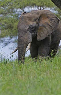 Amboseli National Park Kenya Africa safari elephant wild in reserve Amboseli Amboseli National Park Kenya Africa safari elephant wild in reserve Amboseli
