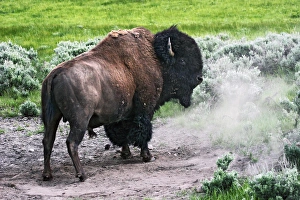 American Bison (Bison bison) male after dust bath, Yellowstone National Park, Wyoming American Bison (Bison bison) male after dust bath, Yellowstone National Park, Wyoming