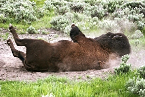 American Bison (Bison bison) rolling in dust, Yellowstone National Park, Wyoming, USA American Bison (Bison bison) rolling in dust, Yellowstone National Park, Wyoming, USA