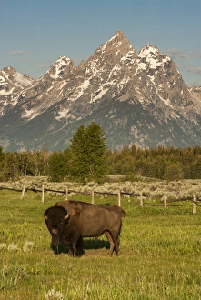 American Bison, Grand Teton National Park, Wyoming American Bison, Grand Teton National Park, Wyoming