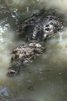 American crocodile (Crocodylus acutus) BELIZE, Central America RANGE: Atlantic American crocodile (Crocodylus acutus) BELIZE, Central America RANGE: Atlantic