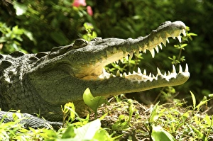 American crocodile (Crocodylus acutus) Costa Rica American crocodile (Crocodylus acutus) Costa Rica