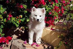 American Eskimo Puppy sitting on garden stairs American Eskimo Puppy sitting on garden stairs