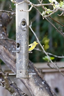 American Goldfinch at backyard feeder holding sunflower seeds in Santa Cruz CA American Goldfinch at backyard feeder holding sunflower seeds in Santa Cruz CA