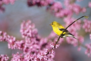 American Goldfinch (Carduelis tristis) female in Eastern Redbud (Cercis canadensis) American Goldfinch (Carduelis tristis) female in Eastern Redbud (Cercis canadensis)