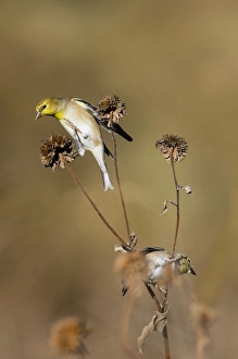 American Goldfinch (Spinus tristis) feeding on sunflower seeds American Goldfinch (Spinus tristis) feeding on sunflower seeds