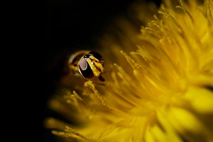 American Hover Fly, Metasyrphus americanus, on common danedlion, Taraxacum officinale American Hover Fly, Metasyrphus americanus, on common danedlion, Taraxacum officinale