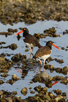 American Oystercatcher (Haematopus palliatus) pair on oyster reef American Oystercatcher (Haematopus palliatus) pair on oyster reef