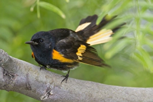 American Redstart (Setophaga ruticilla) foraging in woodlot, spring American Redstart (Setophaga ruticilla) foraging in woodlot, spring