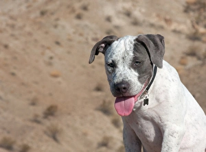 American Staffordshire Terrier Puppy Portrait American Staffordshire Terrier Puppy Portrait
