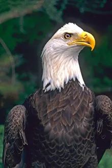 American Symbol of Freedom The Bald Eagle in the Wild American Symbol of Freedom The Bald Eagle in the Wild