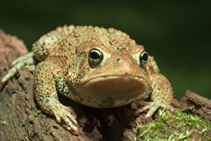 American toad on log Bufo americanus Eastern US Maresa Pryor American toad on log Bufo americanus Eastern US Maresa Pryor