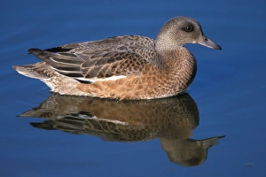 american wigeon, Anas americana, on the 1002 coastal plain of the Arctic National american wigeon, Anas americana, on the 1002 coastal plain of the Arctic National