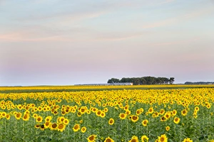 AMTRAK Train passes by field of sunflowers in Michigan, North Dakota, USA AMTRAK Train passes by field of sunflowers in Michigan, North Dakota, USA