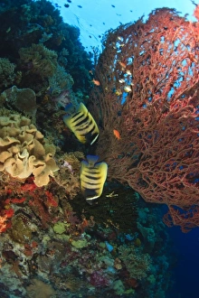 Angelfish,, Scuba Diving at Tukang Besi/Wakatobi Archipelago Marine Preserve Angelfish,, Scuba Diving at Tukang Besi/Wakatobi Archipelago Marine Preserve